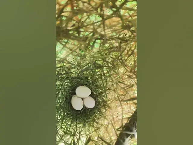 Video thumbnail for All Egg Golden Bird Growth #animals #nature #birds #bird #pets #aviary #cute #animal #pet #birdsound