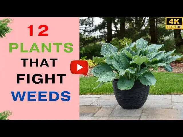 'Video thumbnail for 12 Plants That Will Keep Weeds Out Of Your Garden'