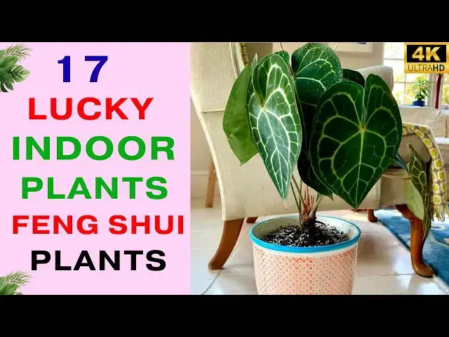 'Video thumbnail for 17 Houseplants that Bring Good Luck and Positive Vibes | Feng Shui Plants | Lucky Indoor Plants'
