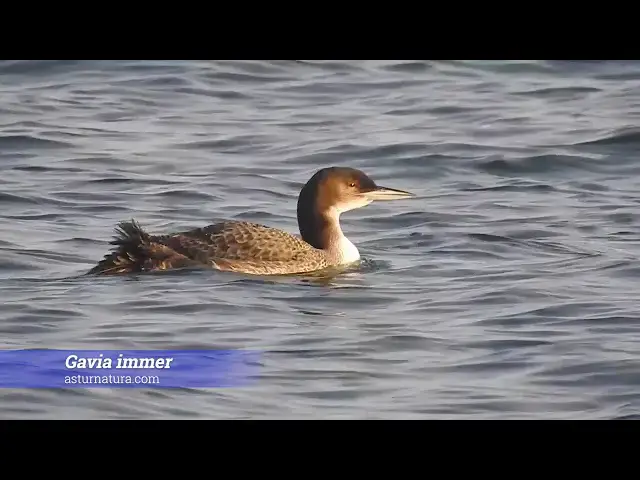 Video thumbnail for Colimbo grande (Gavia immer)