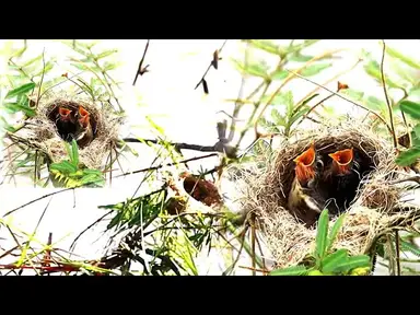 'Video thumbnail for On nest at underwater near lake, babie bird eat food here'