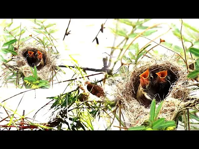 'Video thumbnail for On nest at underwater near lake, babie bird eat food here'