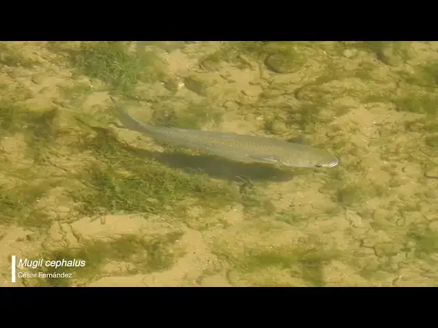 Video thumbnail for Mugil cephalus