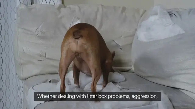 Video thumbnail for Cat Behavior Solutions