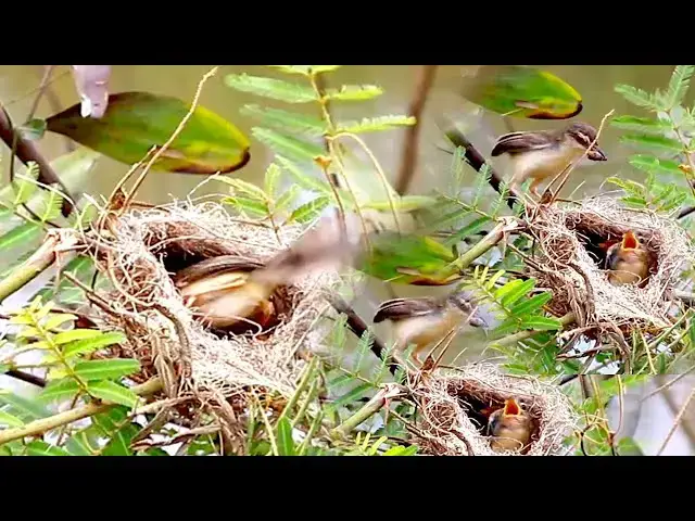 Video thumbnail for The cuckoo sparrow baby crie eat food now, on nest
