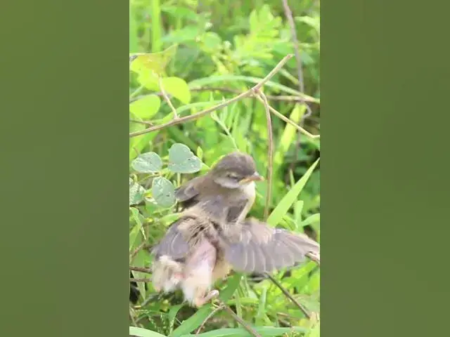Video thumbnail for #BirdFeedingBehavior #CuckooChicks #BirdParenting #NatureDocumentary #WildlifeEducation #BirdConserv