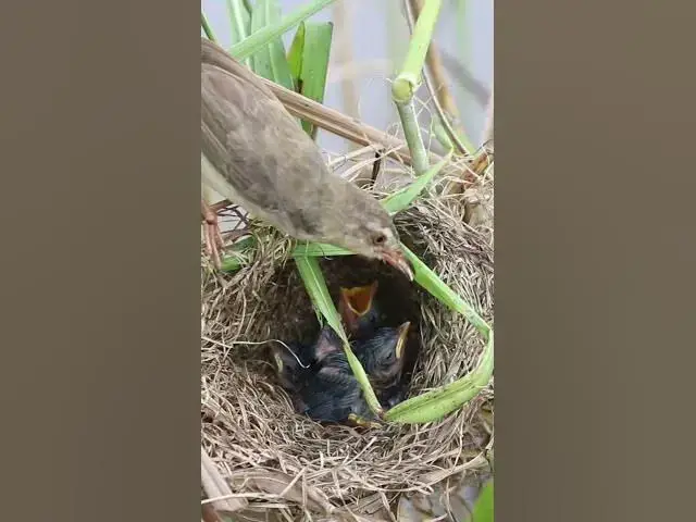 Video thumbnail for Bird Hungry Feed