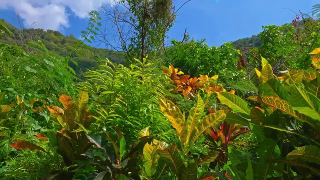 Video thumbnail for Tarisland Complete: Unveiling the Full Experience of an Epic Adventure