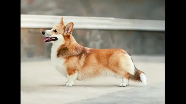 Video thumbnail for The Temperament of a Pembroke Welsh Corgi