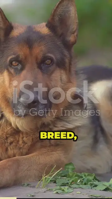 Video thumbnail for breed all about it (1)