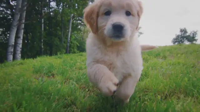 Video thumbnail for Doge Dividend Checks: A Howl of a Good Time