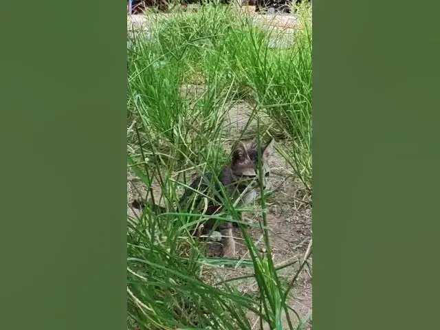 Video thumbnail for Cute of black babies cat 2  #cat #shortcat #catchcatch #bitcat  #animals #cute #catlover  #cutecat