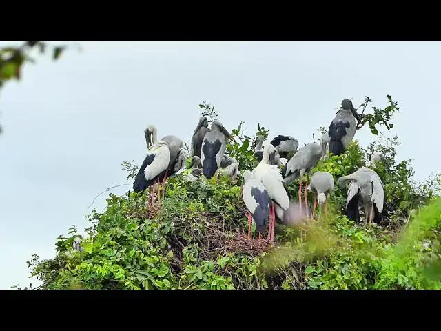 Video thumbnail for Wow Area lake for crane birds made nest alot here Hours  #100028