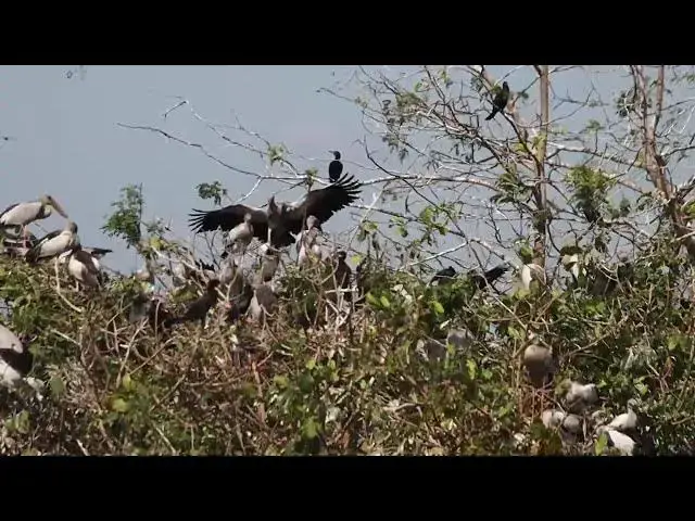 Video thumbnail for THIS LAKE SOILD FOR CROWS BIRD WITH CRANE BIRDS LIVE HERE  Hours #100020