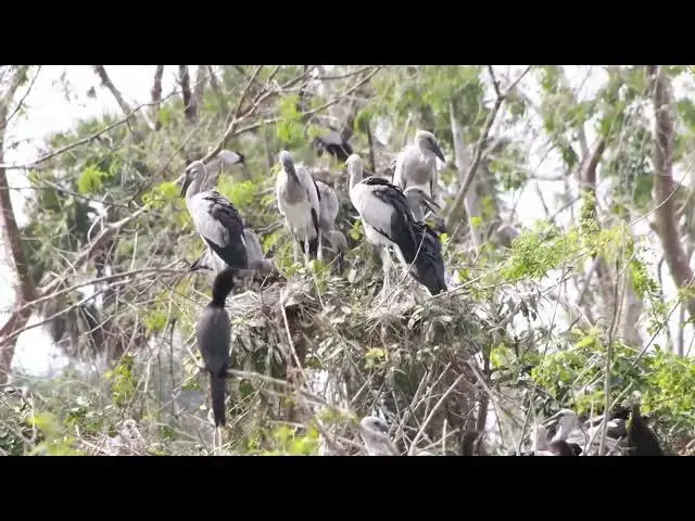Video thumbnail for Area wild crane bird with black bird alot Hours #100019