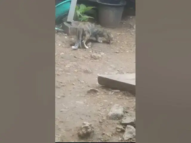 Video thumbnail for Cray Babies Wild Cat EP.054 #cat #shortcat #catchcatch #bitcat  #animals #cute #catlover  #cutecat