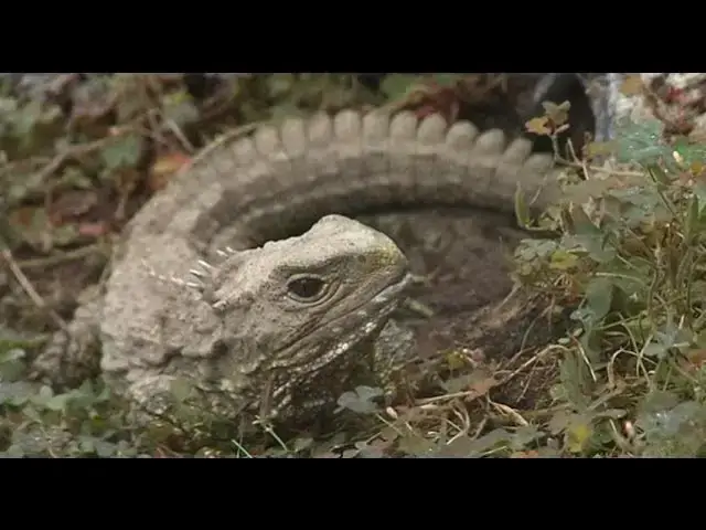 Video thumbnail for Tuatara