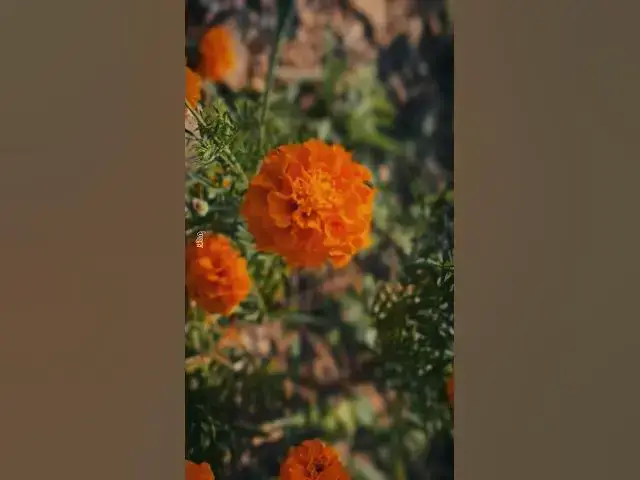 'Video thumbnail for Beautiful flowers like her'