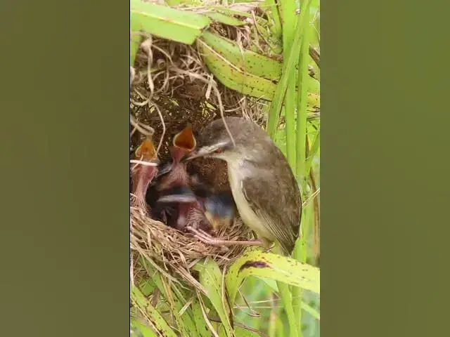 Video thumbnail for Bird Family Breakfast Buffet Adorable Chicks EP#070 #birdslover #birdwatch #wildlife #nature #birds