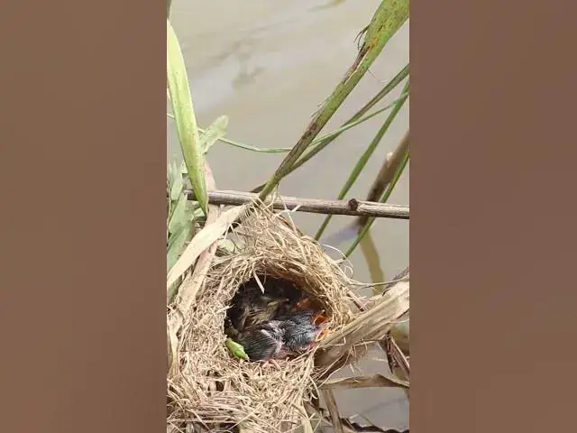 Video thumbnail for Babies Bird Cries in Nest  #birds #nature #shortvideo #viralvideo #birds #farming #wildl