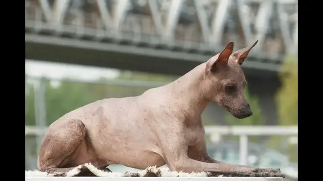 Video thumbnail for Peruvian Hairless Dog: Training