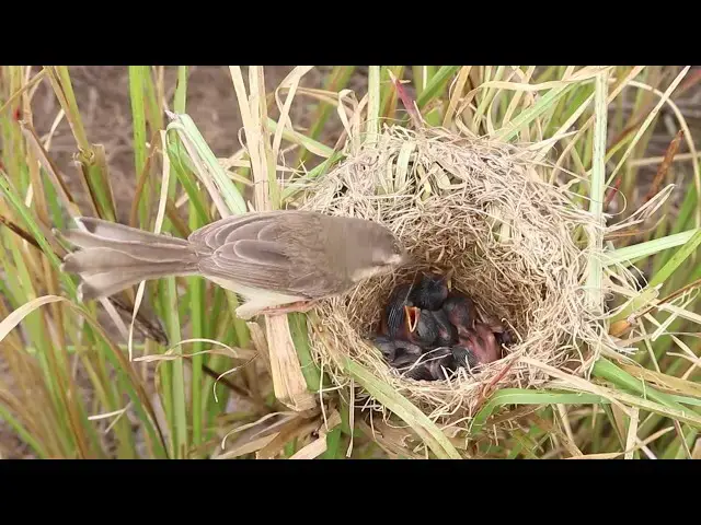 Video thumbnail for Snowy-crowned Sparrow: A Beautiful Winter Songbird  @ViralBirdNest