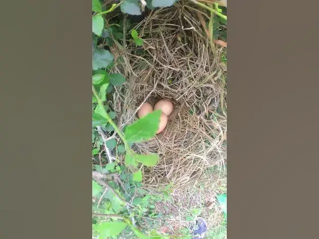 Video thumbnail for #birdspotting #birdslover #birdwatch #wildlife #birdwatching #nature #birdfeeding #birdsoun