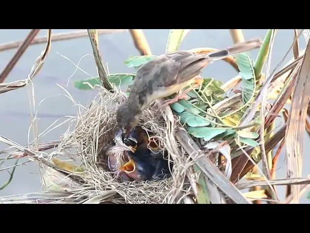 Video thumbnail for Feeding Frenzy: The Fascinating Process of a Baby Bird's Growth in the Nest