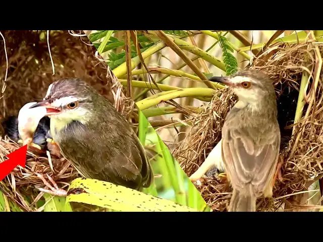 Video thumbnail for From Hatchling to Fledgling: A Bird's Journey of Eating and Growing  [ @ViralBirdNest  ]