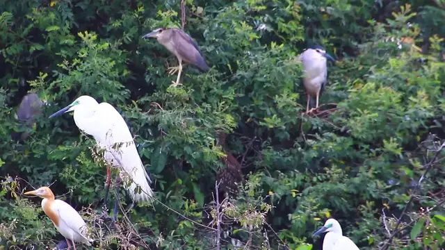 Video thumbnail for bird on nest, wild bird here, the nest bird alot