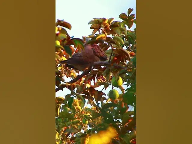 Video thumbnail for Wild Dove Bird  #wildbird #dovebird #nestbird #topdove #femaledove #maledove #dovebird