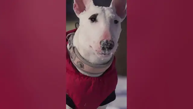 Video thumbnail for English Bull Terrier #shorts