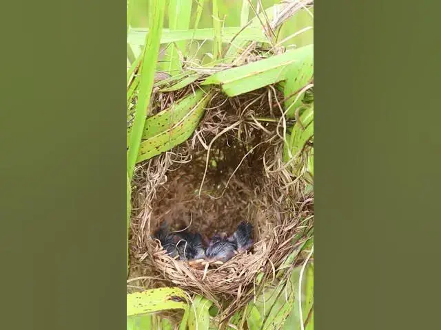Video thumbnail for Top Short Bird  #birds #nature #shortvideo #viralvideo #birds #farming #wildl