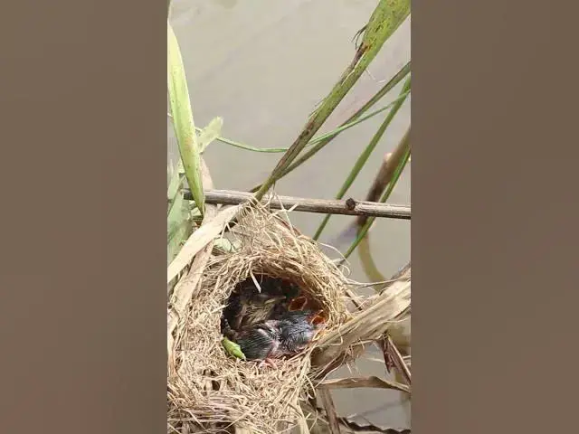 Video thumbnail for Babies Wild Bird  #birds #nature #shortvideo #viralvideo #birds #farming #wildl