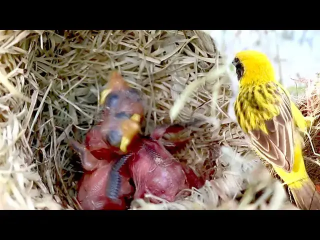 Video thumbnail for Feeding Time for Golden-crowned Sparrow Nestling  @ViralBirdNest