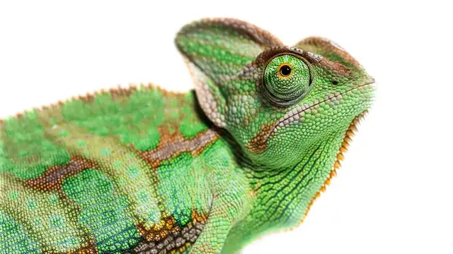 Video thumbnail for Chameleons as Pets: Pros & Cons