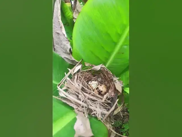 Video thumbnail for Amazing Egg of Bird on Nest  EP#053  #birdslover #birdwatch #wildlife #birdwatching #nature #birds
