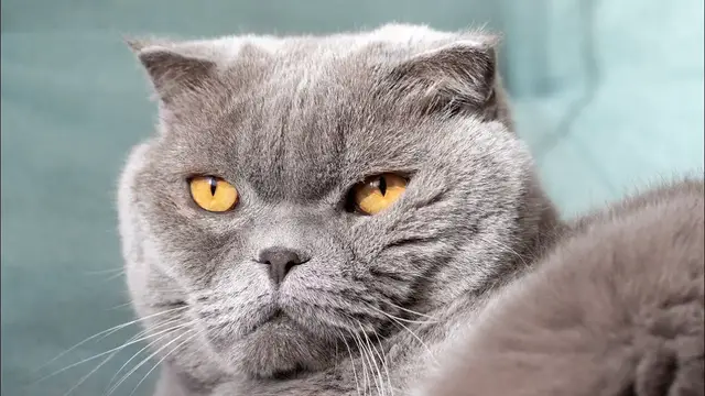 Video thumbnail for Scottish Fold Cat Breed: Pros & Cons