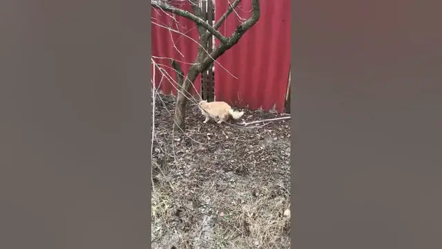 Video thumbnail for Cute Cat #shorts