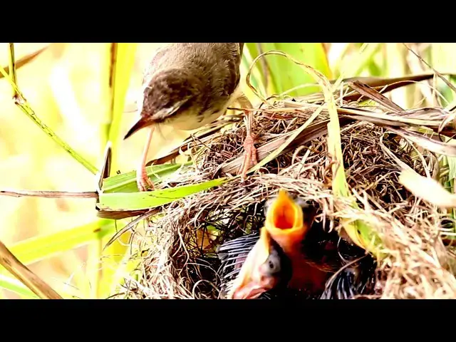 Video thumbnail for The Nest of  Bird above water  lake - Baby birds eat