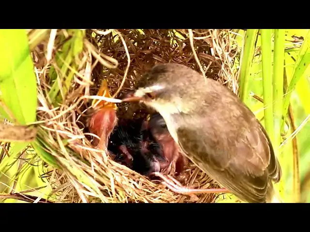 Video thumbnail for Sparrow Mommy Feeds Her Fledglings with Tender Calls  [ @ViralBirdNest ]
