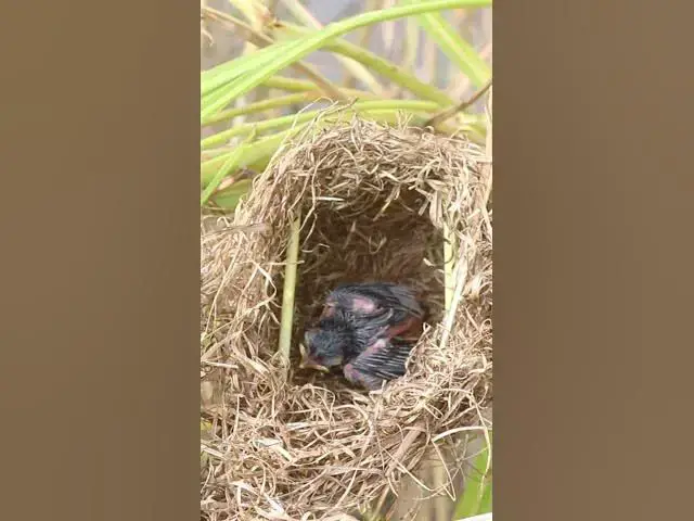 Video thumbnail for Widl Signgle Bird #Wildbabbler #newbornkids #viral #trending #shorts #short  #birdwatching #birds