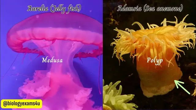 Video thumbnail for Phylum Cnidaria (Coelenterates) -Characteristics and Examples | Animal Kingdom @biologyexams4u