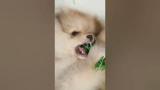 Video thumbnail for Why is my dog eating tree? #shorts