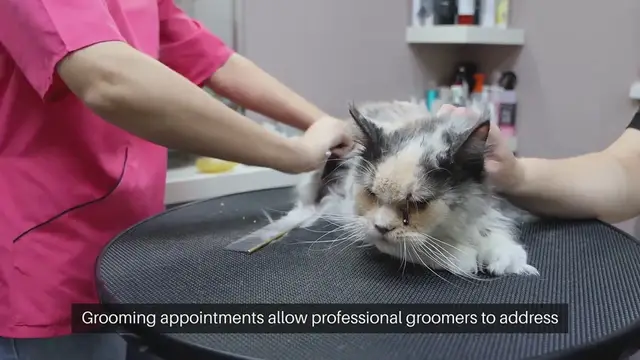 Video thumbnail for Cat Grooming Appointment Scheduling
