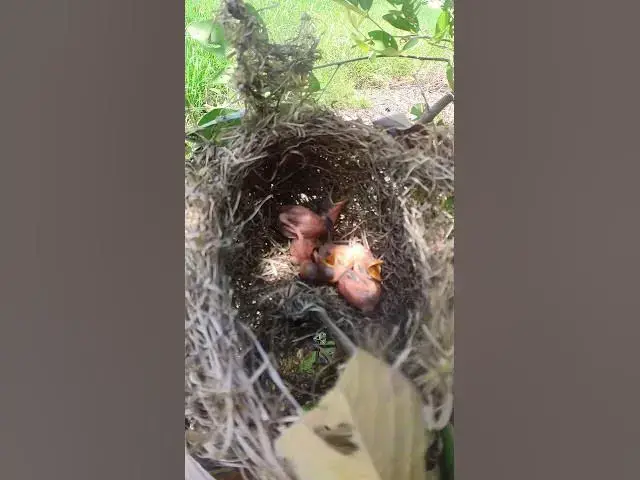 Video thumbnail for Small Babies Grown Bird Bird AP#001 #Feedigbirds #nature #shortvideo #viralvideo #birds #farming #wi