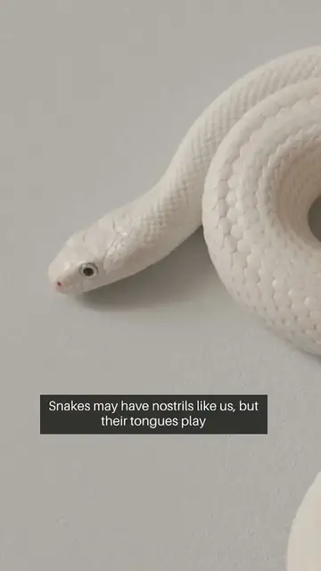 Video thumbnail for Do snakes really smells with their tongue? #snakes #animals #animalfacts #shorts #viral