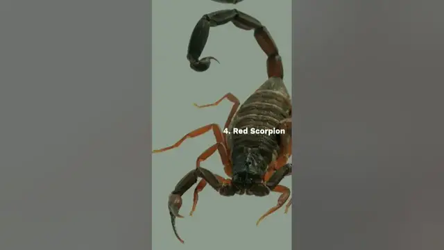 Video thumbnail for 10 Most dangerous animals in India #animals #viralshorts