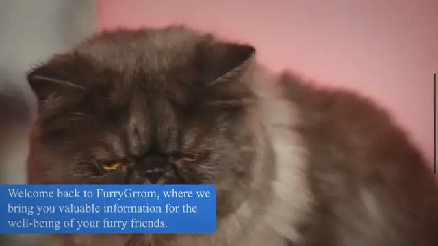 'Video thumbnail for Matted Fur on Cats: Causes, Risk & Prevention'