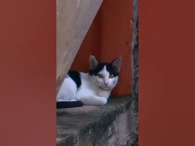 Video thumbnail for Cute of babies cat 30 #animals#Cat #shortcat #cats #allcat #allbabiescat #viralcat